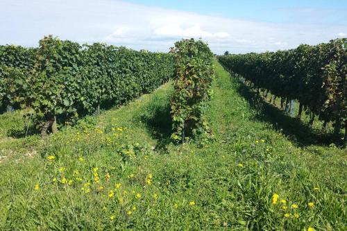 a row of vines in a field of grass at La Virginie - Suite Parée'Ô in La Couarde-sur-Mer