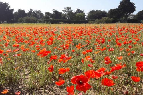 a field of red poppies in a field at La Virginie - Suite Parée'Ô in La Couarde-sur-Mer
