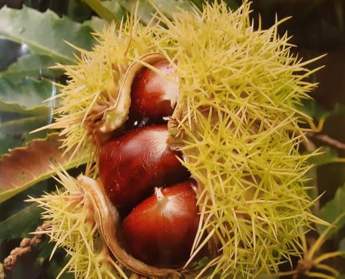 a close up of a chestnut tree with its fruit at Rural Médulas Viviendas de uso turistico 2 y Casas rurales 2 in Las Médulas