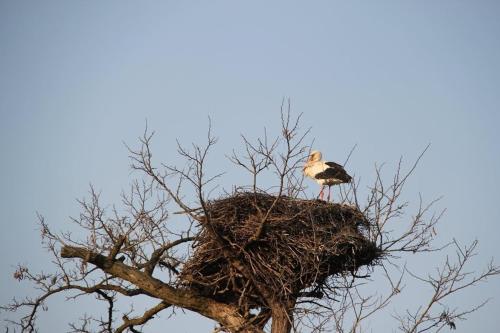 a bird sitting on top of a nest in a tree at Domek Drewniany in Nowa Wola