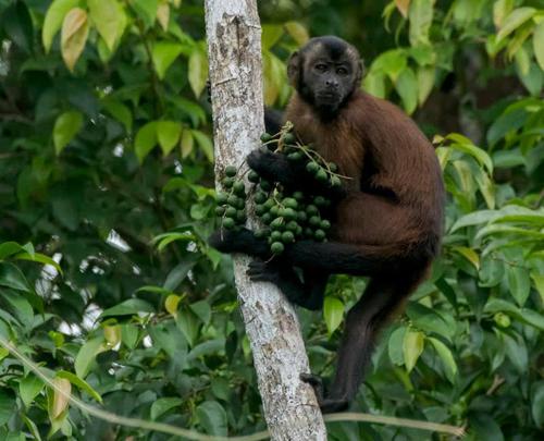 a monkey sitting on the side of a tree at Grand Amazon Lodge and Tours - All Inclusive in Paraíso
