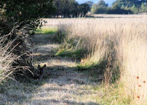 a field of tall grass with a tree in it at Barnham Court Farm in Barnham