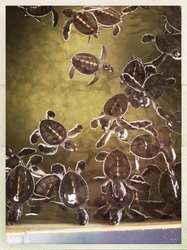 a painting of sea turtles on a wall at The Pleasure Kosgoda in Bentota