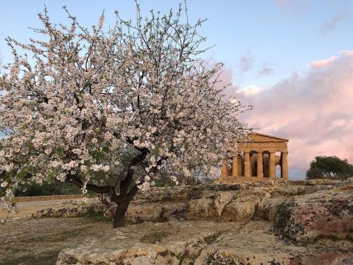 a tree on a hill with a building in the background at Alfa Quadro in Agrigento