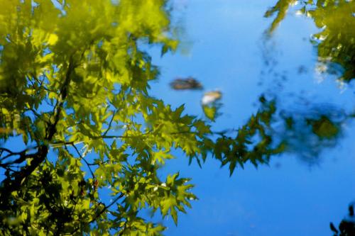 a tree branch with leaves and the sky in the background at House in Εndless green - Arethousa, Ikaria in Évdhilos