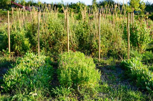a garden with green plants and bamboo poles at Borgo Antichi Orti Assisi in Assisi