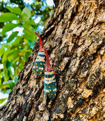 two butterflies hanging from the side of a tree at Vietnam Phuot Real Home in Kon Tum