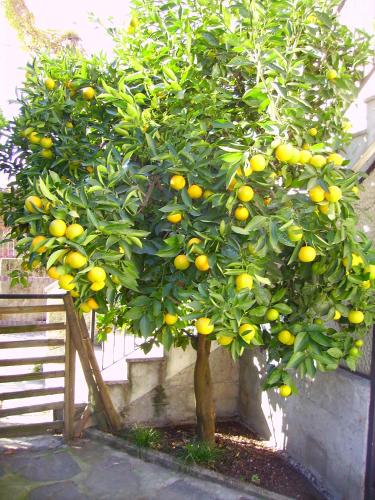 a lemon tree with lots of oranges on it at Villa C&C in Lierna