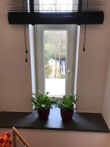 two plants sitting on a counter in front of a window at Spinnerei in Spechtholzhock
