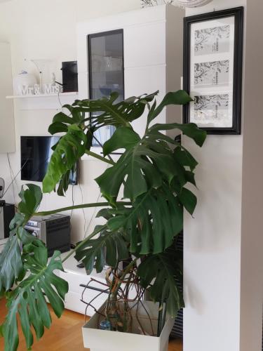 Μια τηλεόραση ή/και κέντρο ψυχαγωγίας στο Apartman Fenjer