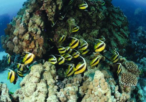 a group of fish on a coral reef at Movenpick Taba Resort & Spa in Taba
