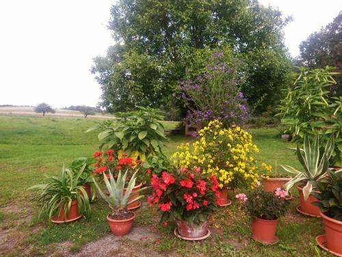 a bunch of potted plants in a yard at Ferienwohnung Herpich in Ehrenberg