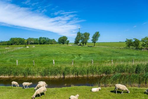 a herd of sheep grazing in a field next to a river at Ferienwohnung Ostseeperle in Lemkenhafen auf Fehmarn