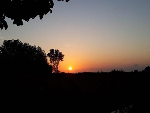 a sunset in a field with a tree at Karimun Lumbung in Karimunjawa
