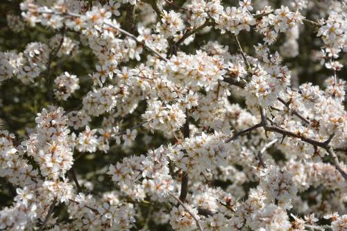 a close up of white flowers on a tree at Gunneruphus Bed & Breakfast in Herning