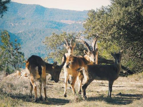 a group of goats standing in a field at Mas de Pau - Boutique Apartments in Fuentespalda