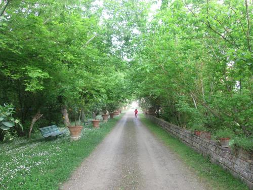 a person walking down a dirt road with trees at Giaggiolo in Poggibonsi