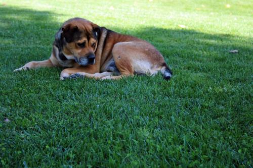 a brown dog laying on the grass in the grass at Agriturismo Il Barco in Spello