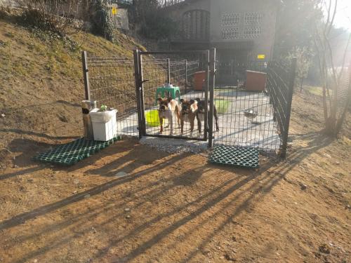 two dogs standing behind a gate in a field at "La Selvetta" bed and breakfast in Buguggiate