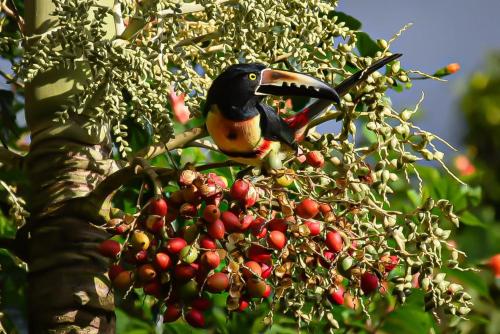 a bird sitting on top of a tree with berries at Bijagua paradise Río Celeste in Bijagua