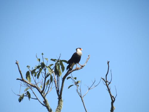 a bird perched on the top of a tree at Acantos Hotel Campestre in Támesis