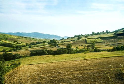 a field of green hills with a dirt road at LE PITTURE casa di campagna in Filiano