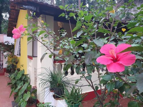 a pink flower in front of a house at Fatima Guest House in Baga