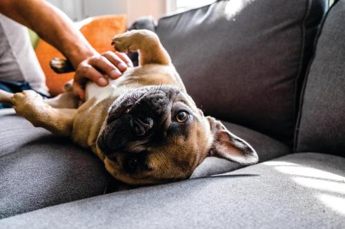 a dog laying on its back on a couch at Holiday Inn Calgary Airport by IHG in Calgary