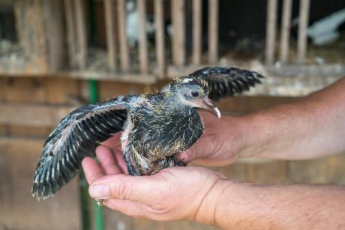 a person holding a small bird in their hand at Salaš Syrex in Zázrivá