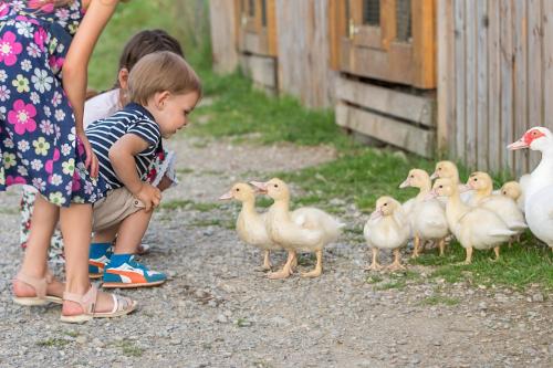 a little boy looking at a group of ducks at Salaš Syrex in Zázrivá