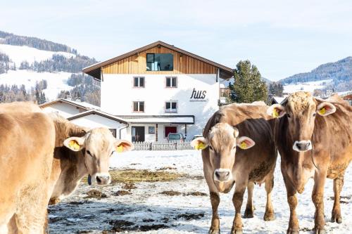 cuatro vacas de pie en la nieve frente a una casa en Hus Appartement - Nr. 1 en Valdaora