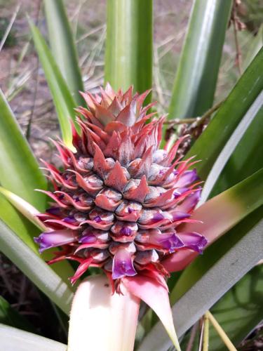 a close up view of a pineappleodox at chambre et table d’hôte au Diamant in Le Diamant