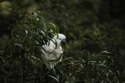a white dog is sitting in a plant at The Lodges Two in Halls Gap