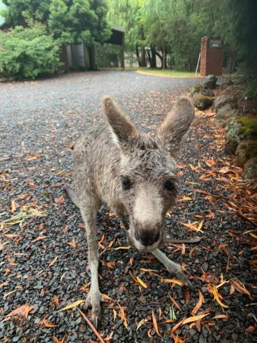 a baby kangaroo standing on the side of a road at The Lodges Two in Halls Gap