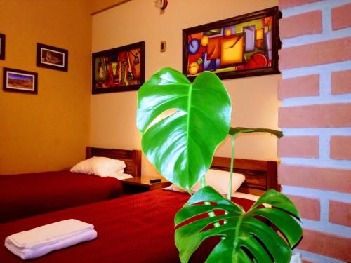 a room with a bed and a green plant at Hostal Cagnapa Restobar in Uyuni