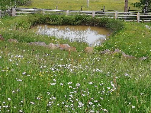 Φωτογραφία από το άλμπουμ του Pensiunea L`Amoro σε Neagra Şarului