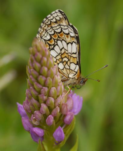 a butterfly is sitting on a purple flower at Cottage du Château classé du tourisme 2 étoiles in Bouresse