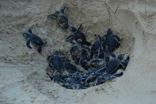 Animales en el hotel o alrededores