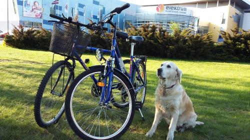 a dog is sitting next to a bike at Harmony Life Two-room apartment in Riga in Rīga