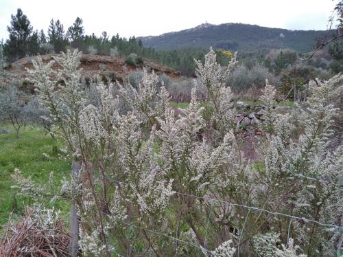 a field of white plants with a mountain in the background at Refúgio do Raposo/CASA Altair in Montes da Senhora