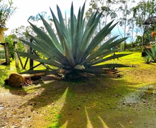 Un jardín fuera de Terra Monarca