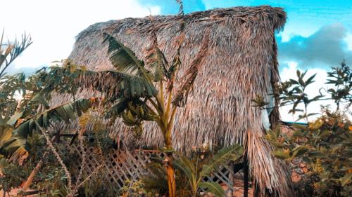 a palm tree with a bunch of bananas on it at GuaiGüí Bayahibe in Bayahibe