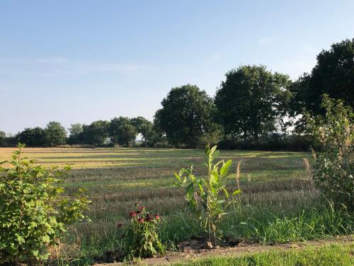 a field of grass with trees in the background at De lütte Moehl in Hollingstedt