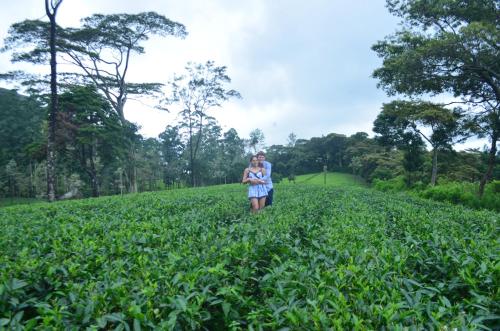 Tea Heights – Fotos 3