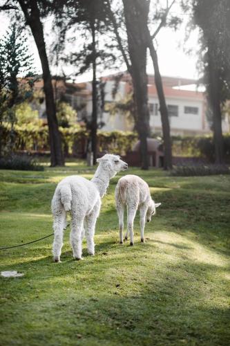 Gallery image of Wyndham Costa del Sol Arequipa in Arequipa