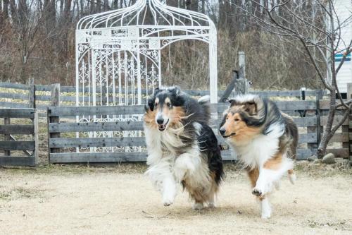 zwei Hunde, die vor einem Zaun rennen in der Unterkunft Tabist Kiyosato Grandeur Yatsugatake in Hokuto
