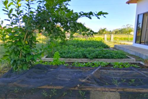 Vrt u objektu Adama Farmhouse @ Hacienda San Benito