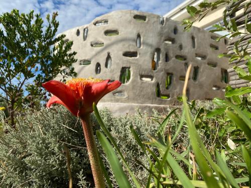 a red flower in front of a building at Agulhasbestview in Agulhas