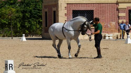 a man leading a white horse in a field at Sherry house in Jerez de la Frontera