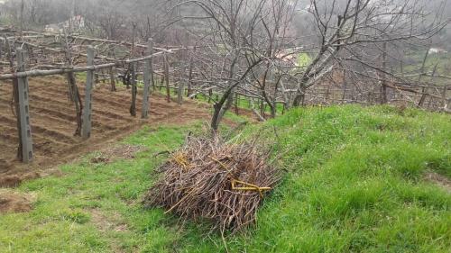 a pile of grass on a hill with trees at La Casa in Vigna in Tramonti
